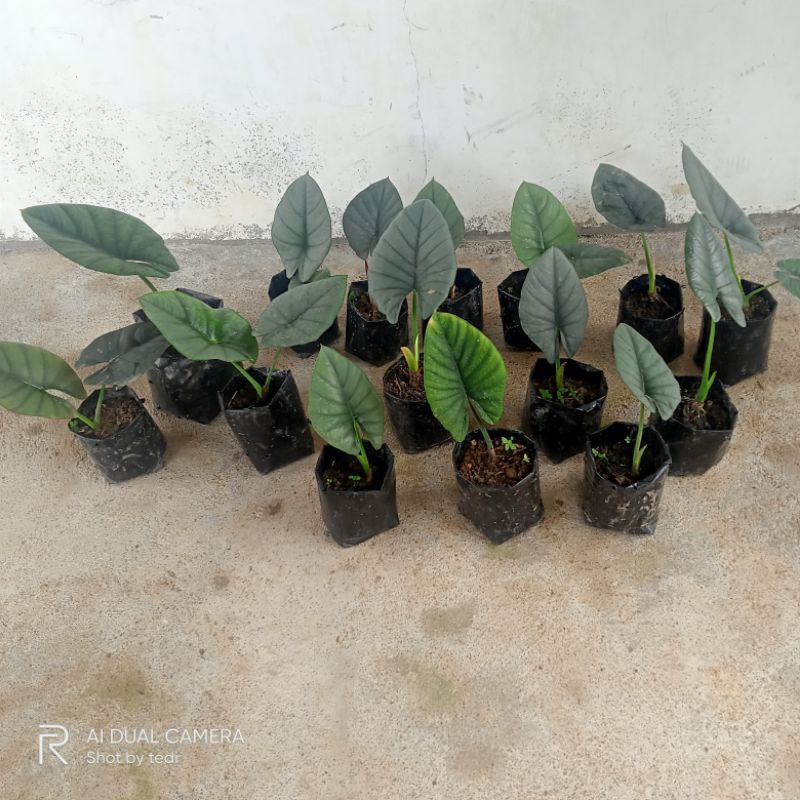 rawatan alocasia regina