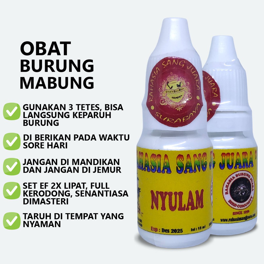 OBAT BURUNG MABUNG NYULAM NGURAK MEMPERCEPAT PROSES MABUNG GANTI BULU