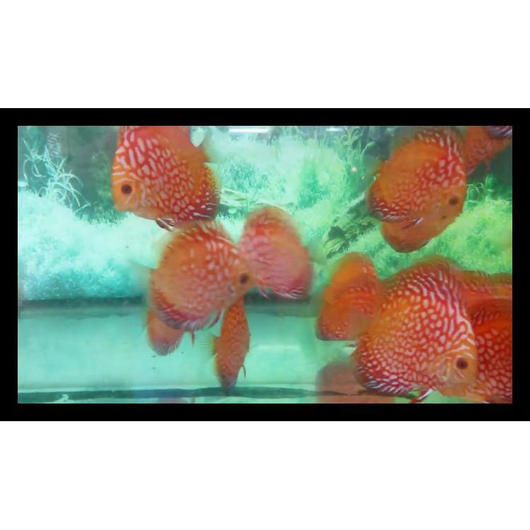 Ikan Discus Pigeon 2,5" Termurah