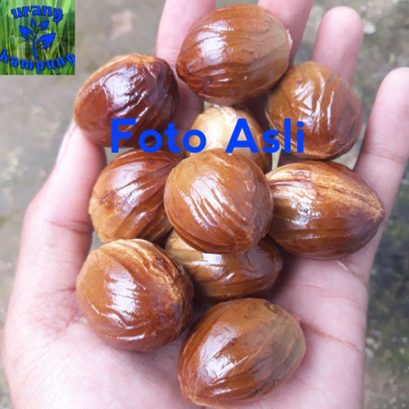 Biji buah pala basah segar 1 kg