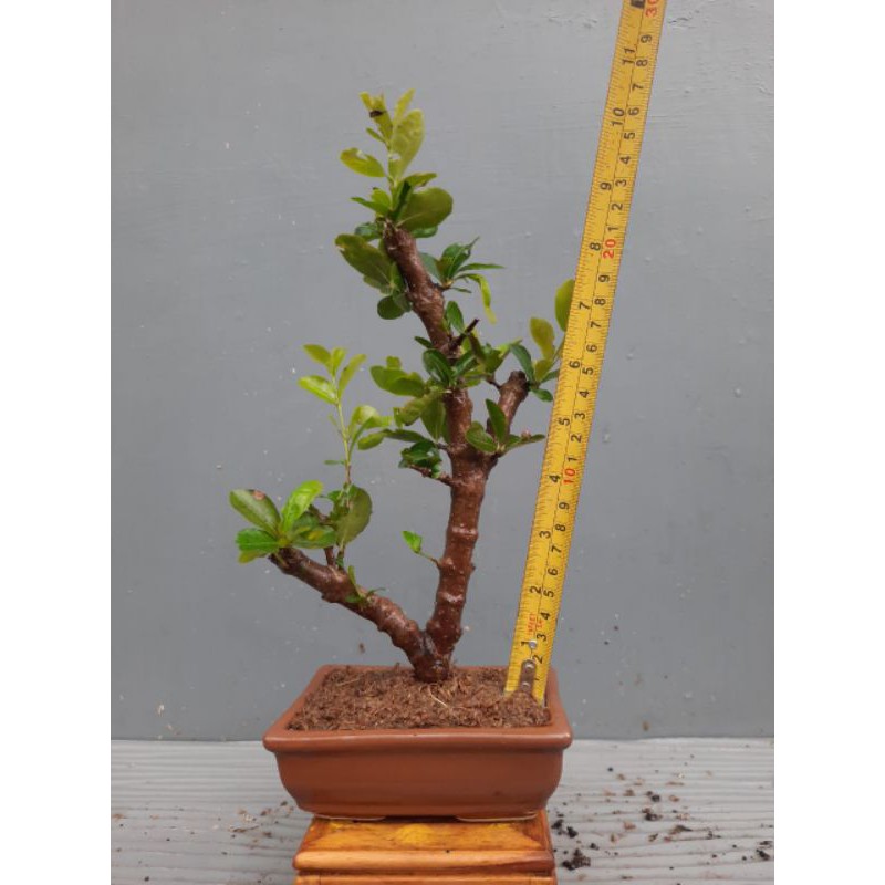 bahan bonsai sianci/Barbadoscerry