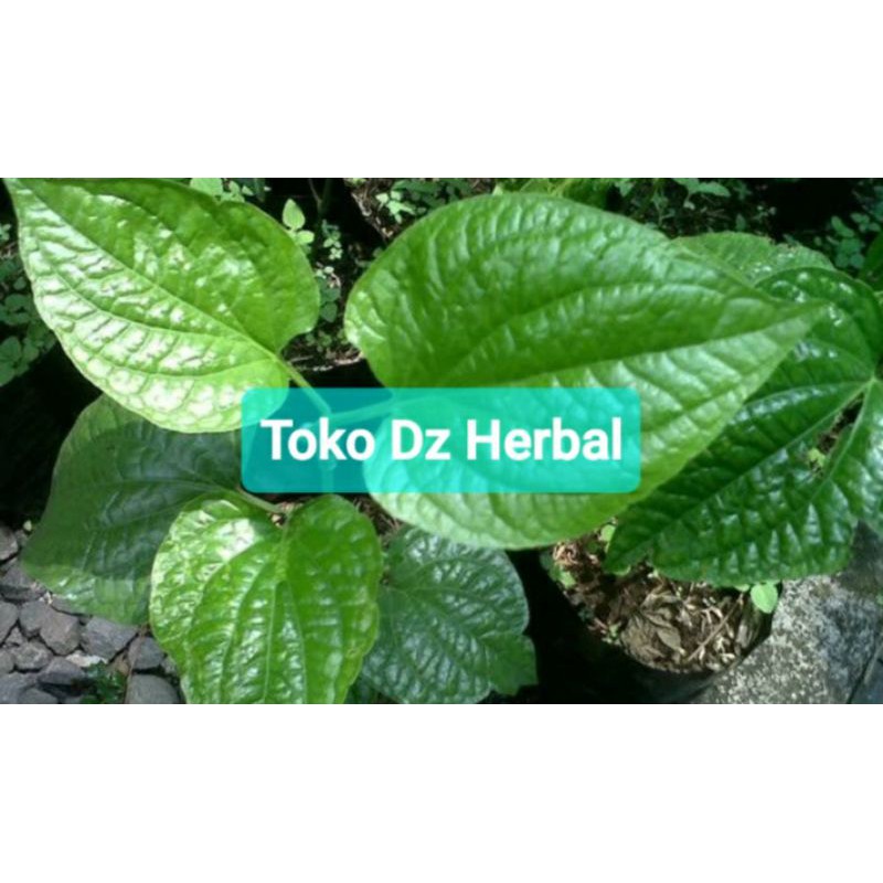 Jual Bibit Daun Karuk Unggul Bibit Sirih Tanah Shopee Indonesia