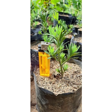 ori lohansung blue mikro taiwan