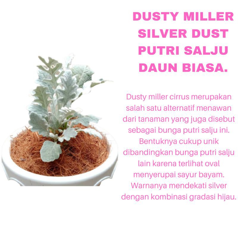 PROMO TANAMAN HIAS BUNGA DUSTY MILLER SILVER DUST PUTRI SALJU DAUN BIASA KUALITAS SUPER | COD