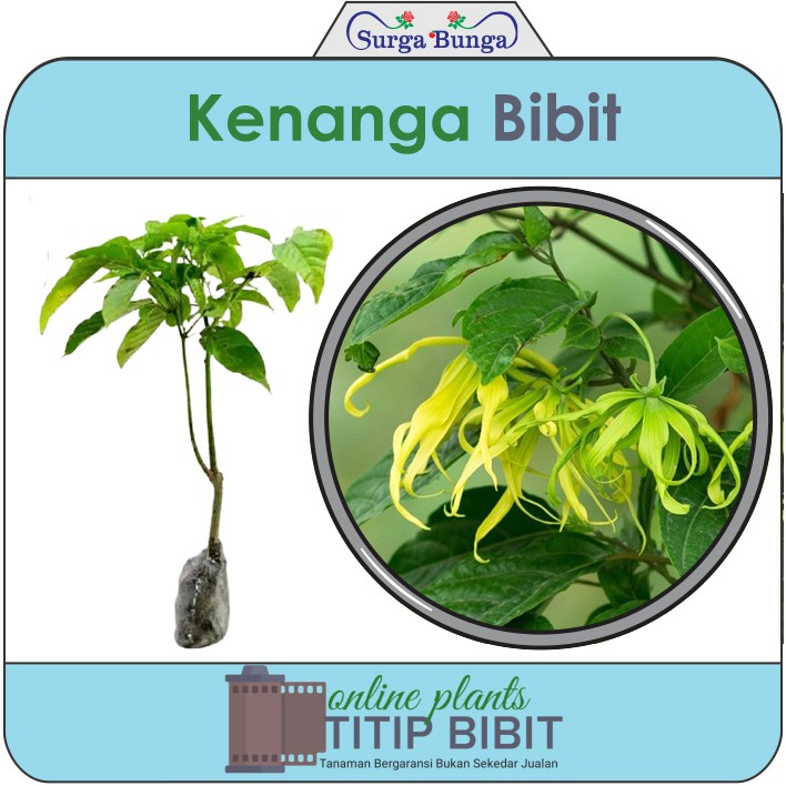 kenanga bibit tanaman hias bunga