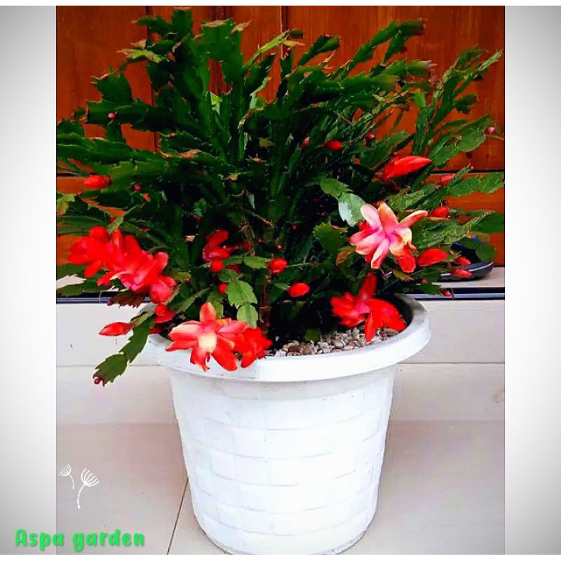 TANAMAN HIAS CHRISTMAS CACTUS/WIJAYA KUSUMA KEPITING BUNGA MERAH