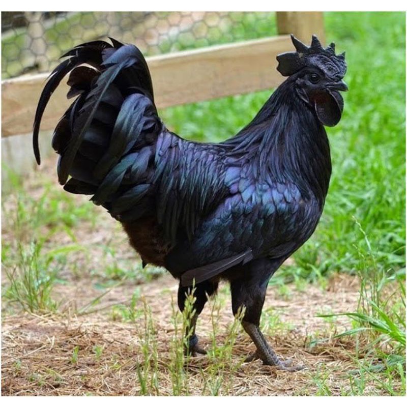 

telur ayam cemani lidah hitam
