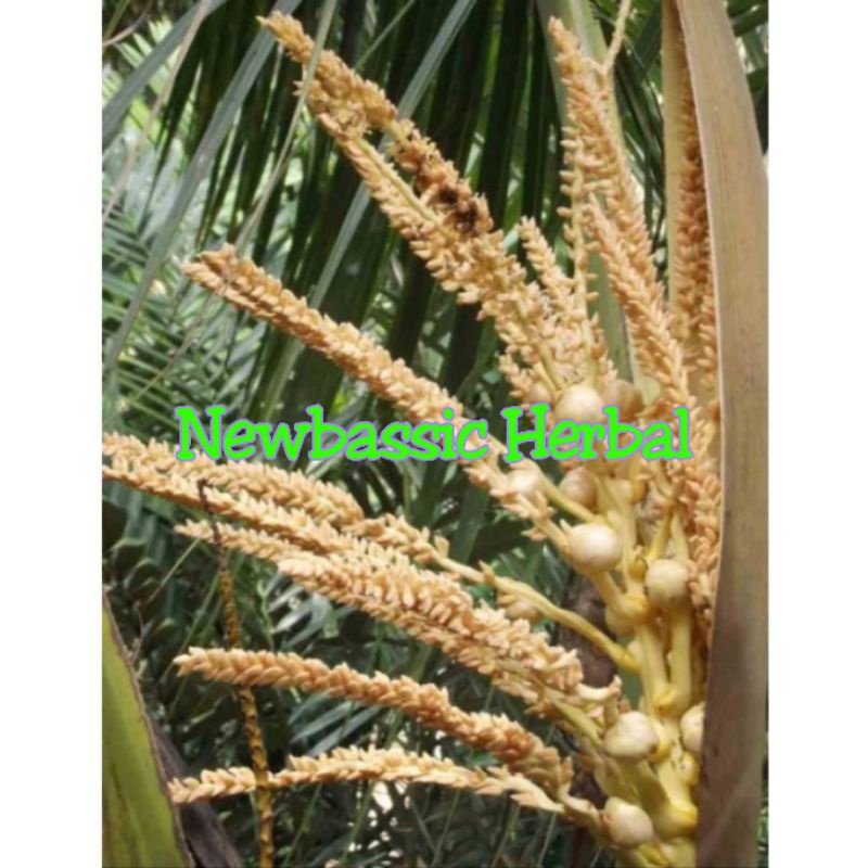 

bunga kelapa mayang kelapa herbal alami 250g