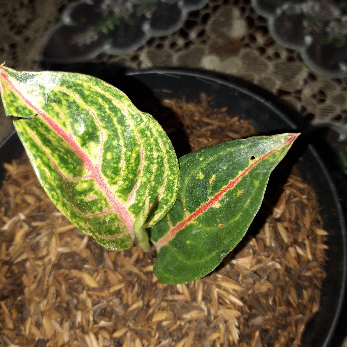 Bibit Aglonema Legacy Mangkok 2-3 Daun