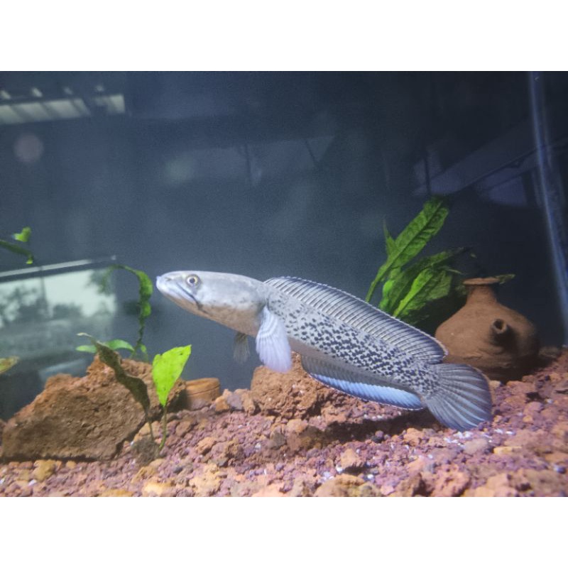 STEWARTI KARBIALONG WC SIZE 20-25 CM.