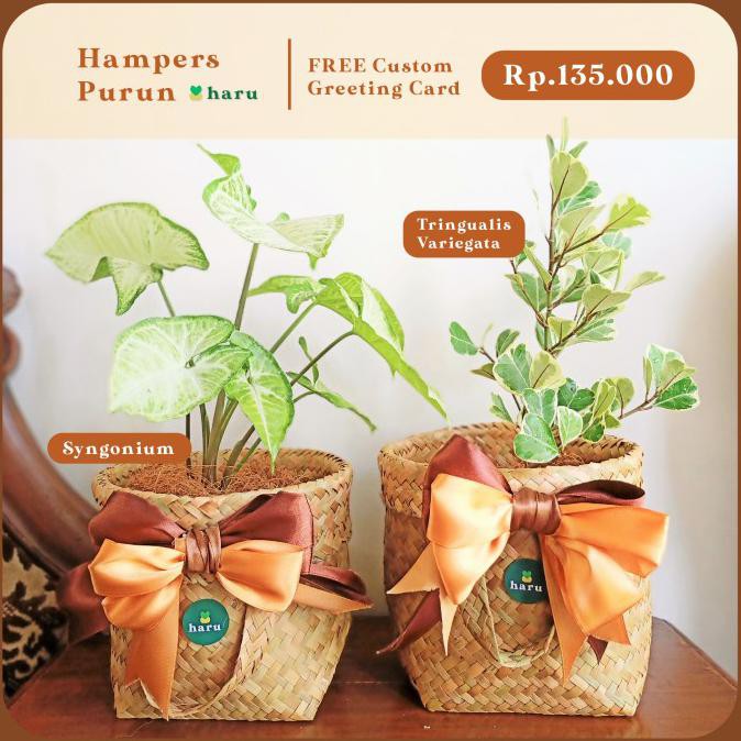 

FALSH SALE HADIAH KADO HAMPERS PURUN (Custom Gift) Janda Bolong Pink Syngonium
