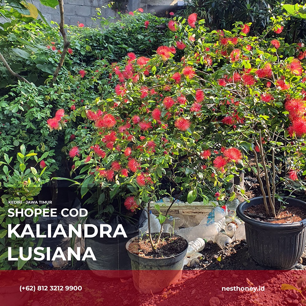 Kaliandra Lusiana Kecil