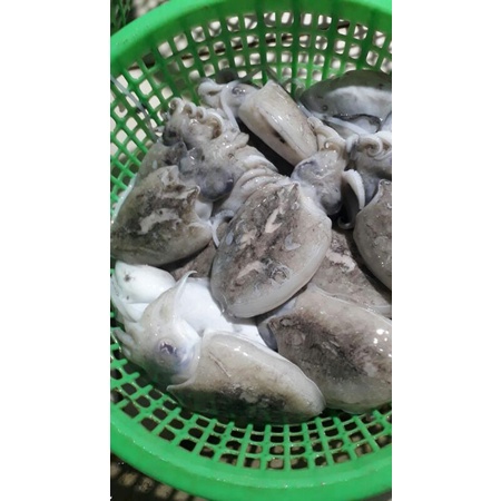 

cumi sotong fresh 500grm