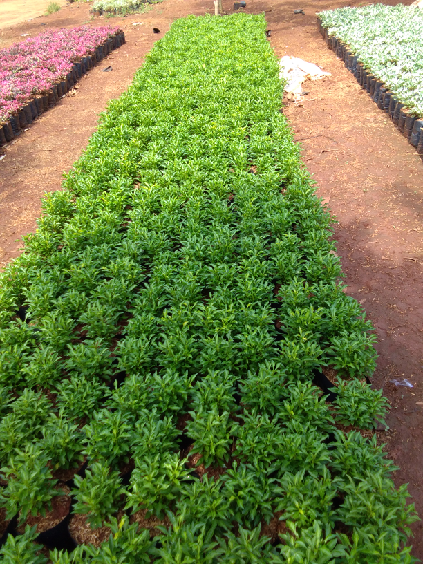 Tanaman krokot hijau / pohon krokot / kerokot hijau