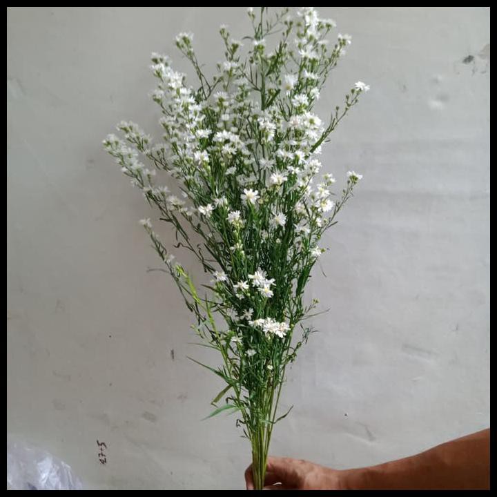 

Bunga Peachok Bunga Fresh