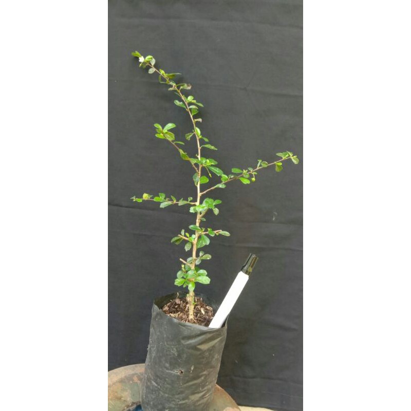 Bibit bahan bonsai bunga Hokianti Micro Arsia/Kianti