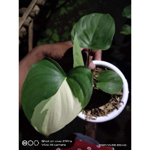 homalomena varigata