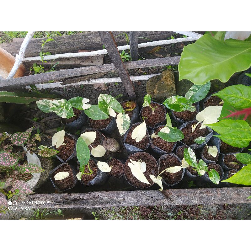 sente varigata anakan