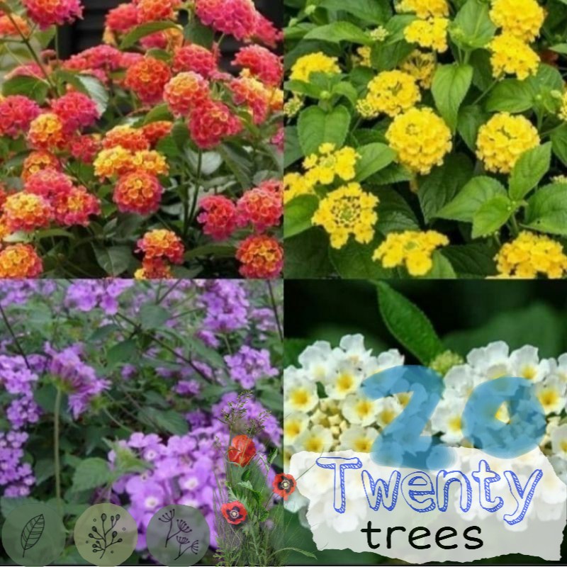 Paket 4 Tanaman Hias Pohon Bunga Lantana / Lamtana Beda Warna Bunga