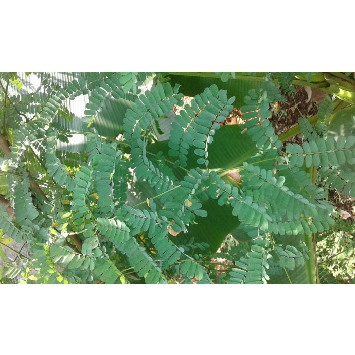 bibit daun saga/ pohon saga