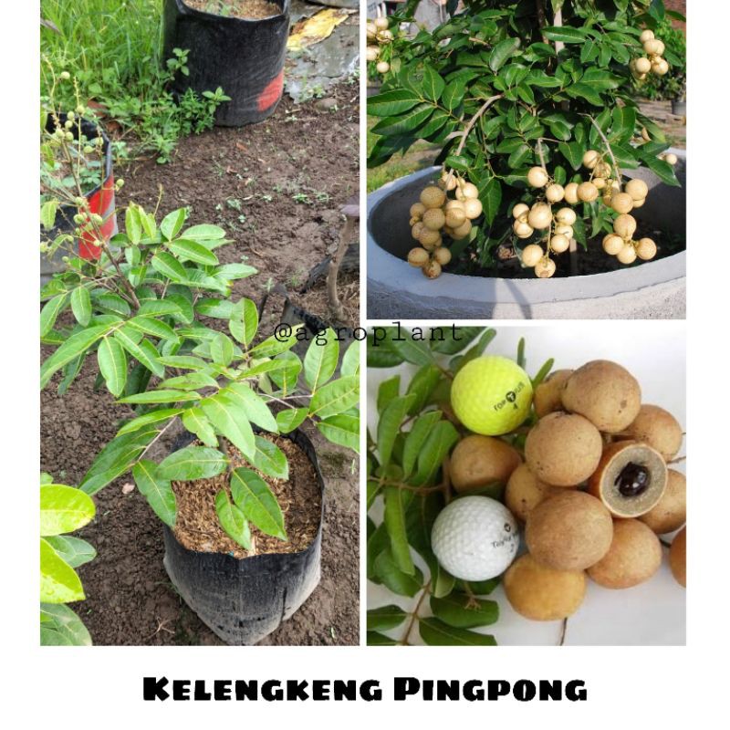 Bibit Buah Kelengkeng Pingpong Bibit Kelengkeng Pingpong Cepat Berbuah Bibit Kelengkeng Pingpong Ind