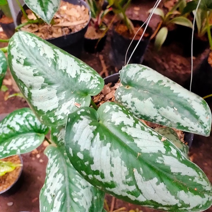 Tanaman Sirih Silver - Sirih Silver