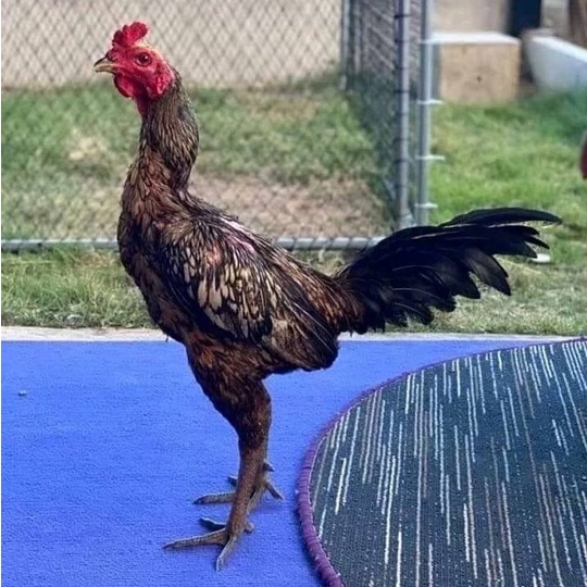 TELUR AYAM BANGKOK BULBI FULL BRAKOT UNTUK DITETASKAN FERTIL ASLI