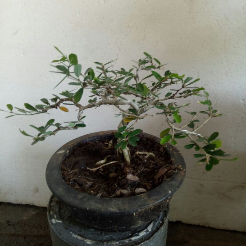 Bonsai Saeng Simbur