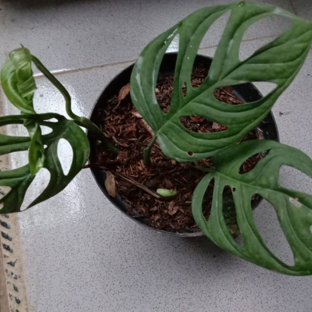 Monstera Janda Bolong Indonesia