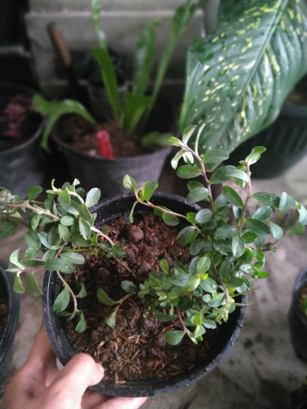 Tanaman Hias Bunga Blue Eyes Atau Baby Blue Rimbun