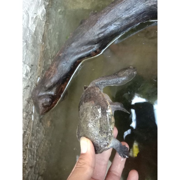 siebenrocky leher panjang