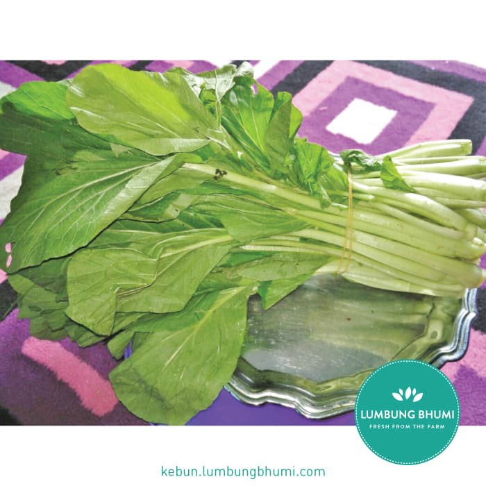 

TERBARU CAISIM ( SAYUR - SAYURAN CURAH ) !!!