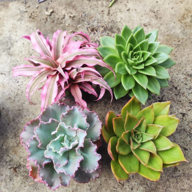 paket tanaman hias sukulen isi 4 jumbo