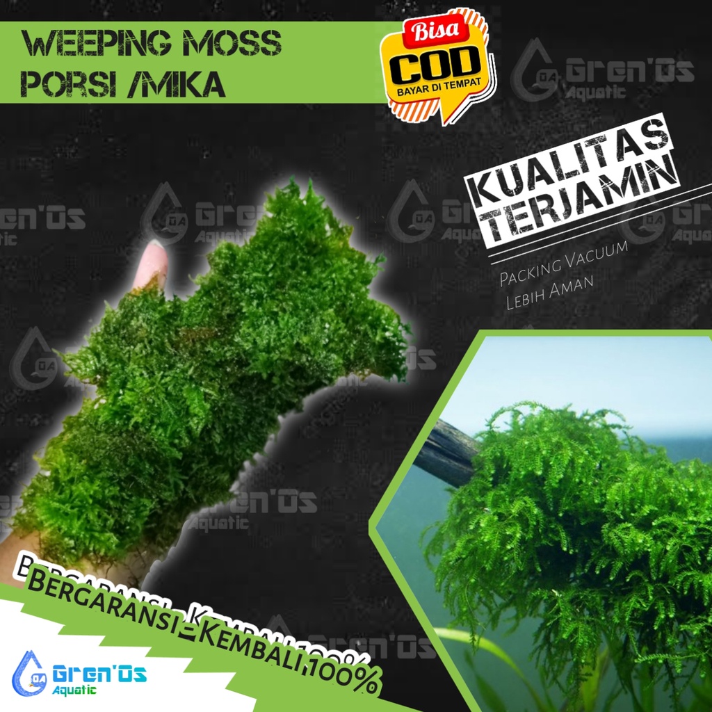 Moss Weeping Weping Tanaman Tumbuhan Java Bonsai Pohon Kayu Tebing Batu Aquascape Aquarium Akuarium 