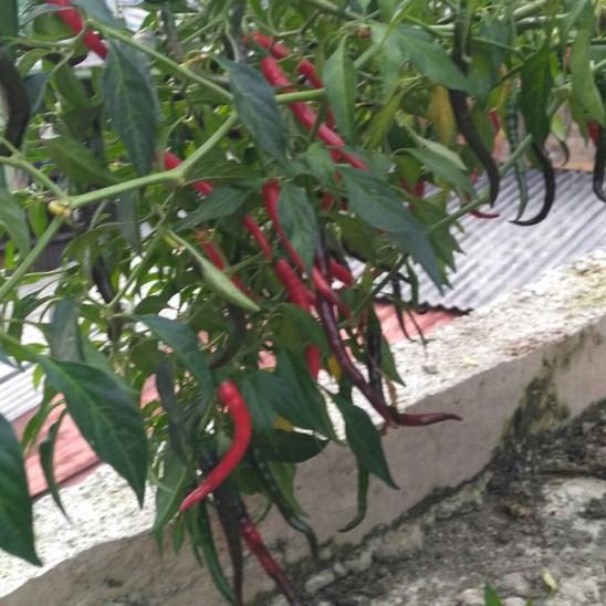 ❀ AB mix Premium Spesial Sayuran Buah Pekatan 5 ltr ➸