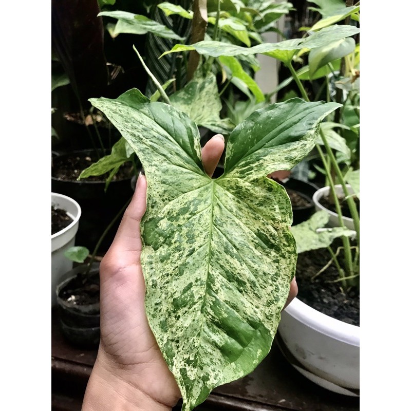 Syngonium Mojito
