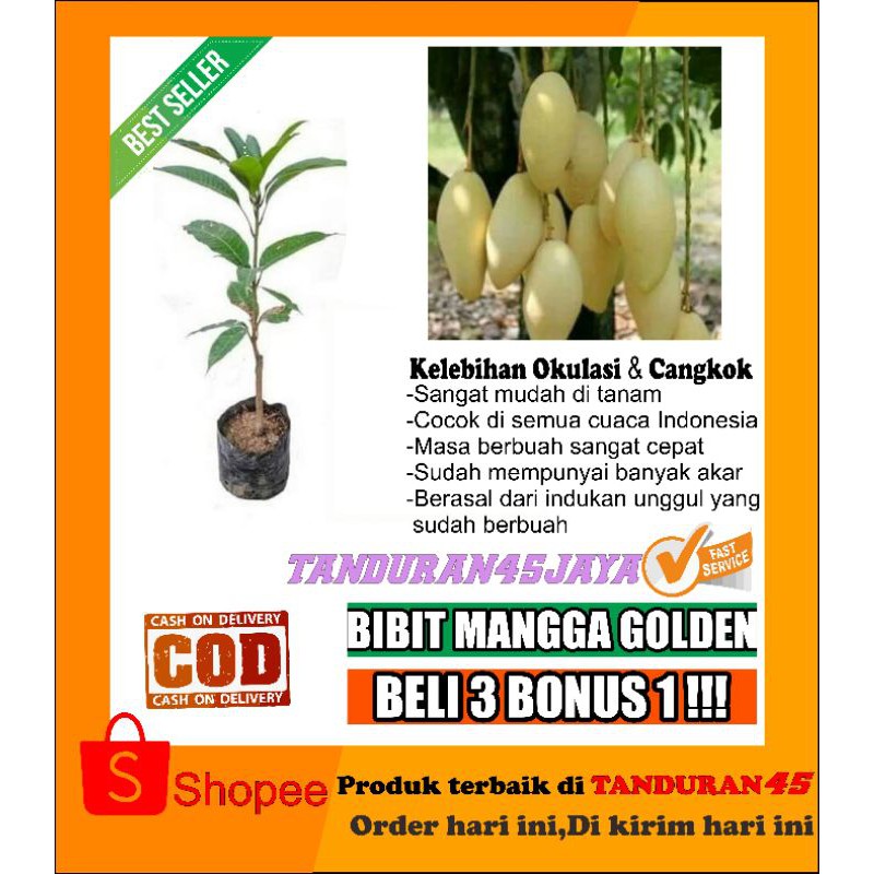 bibit mangga golden/mangga golden/bibit mangga