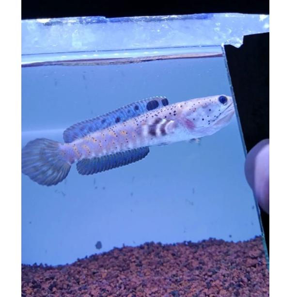 Channa blue pulchra 10-12 cm flaring predator fish (KODE 43)
