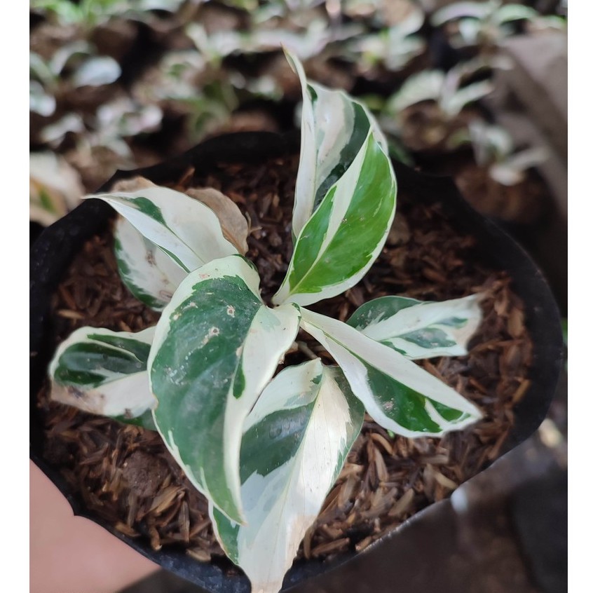 Bunga Kalatea Calathea Tisu Cantik Murah Berkualitas