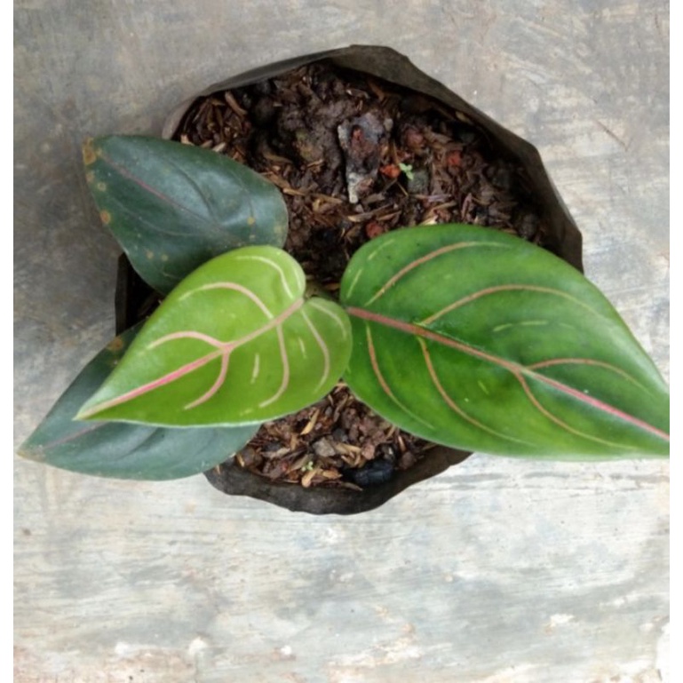 Aglonema rotundum hijau