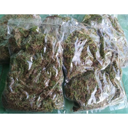 Spagnum Moss Lokal/Moss Hutan 250gram Media Tanam