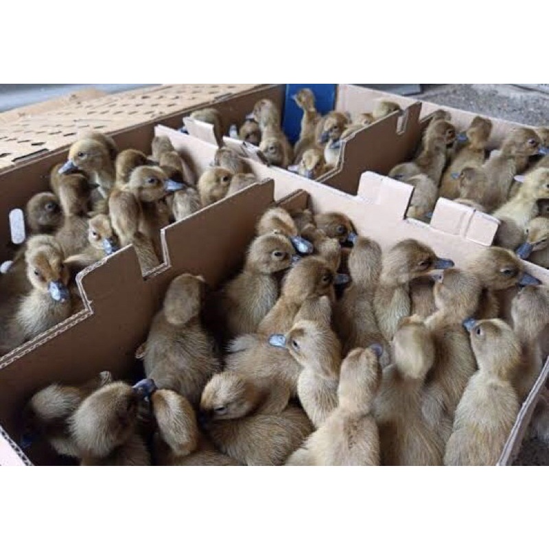 DOD BEBEK LOKAL JANTAN BETINA MOJOSARI PETELUR MURAH