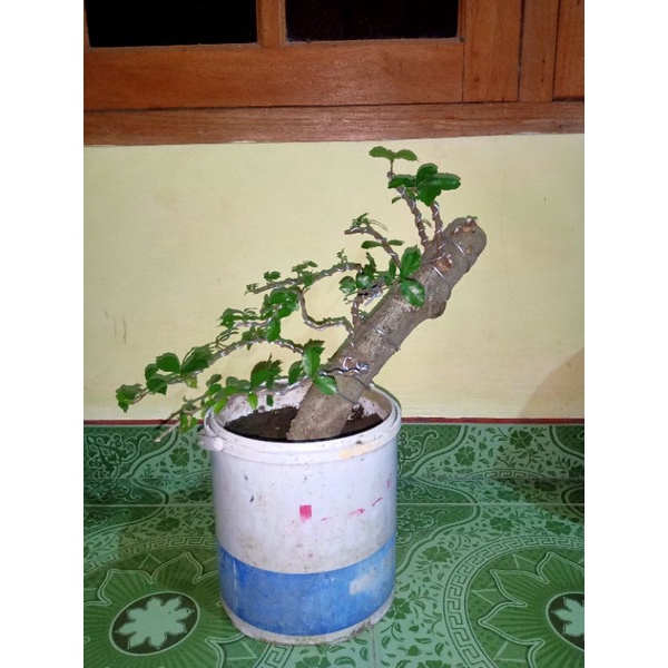 bahan bonsai serut berkarakter /  batang besar