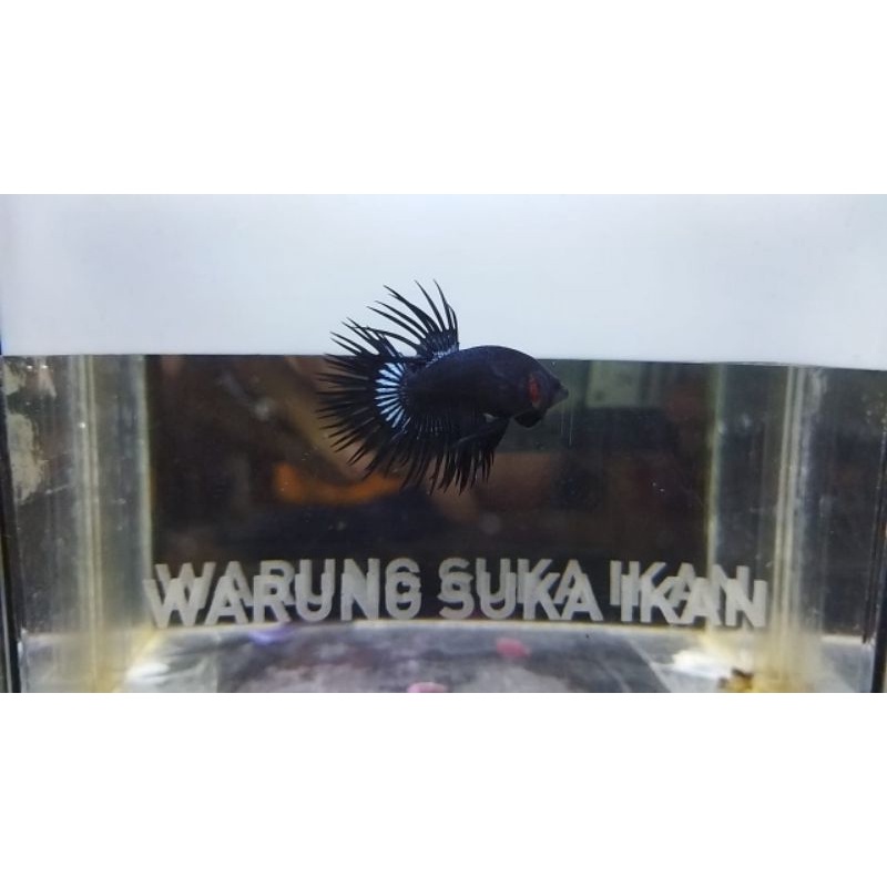 Ikan Cupang Serit/Crowntail Black Orchid
