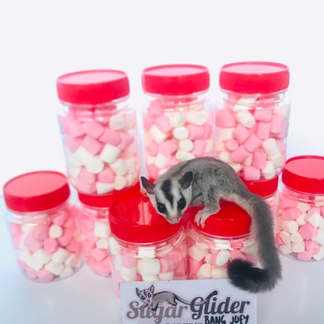 Marsmallow snack camilan sugar glider hamster dan anabul lainya