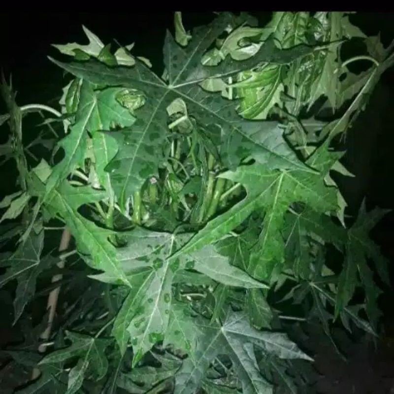 

daun pepaya jepang