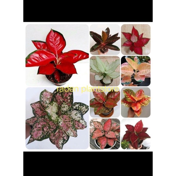 PROMO PAKET 10 BONGGOL AGLONEMA / BIBIT AGLONEMA..