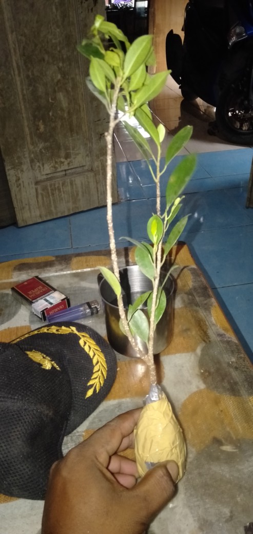 Bibit Beringin Kimeng Bahan Bonsai
