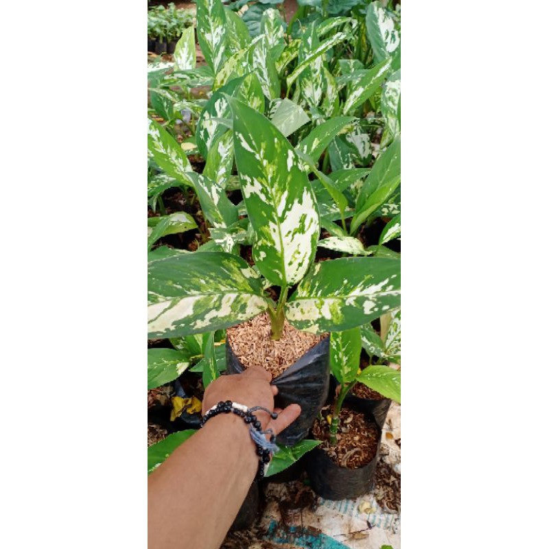 terbaru difenbachia varigata - srirezeki parigata belanceng armi aurora