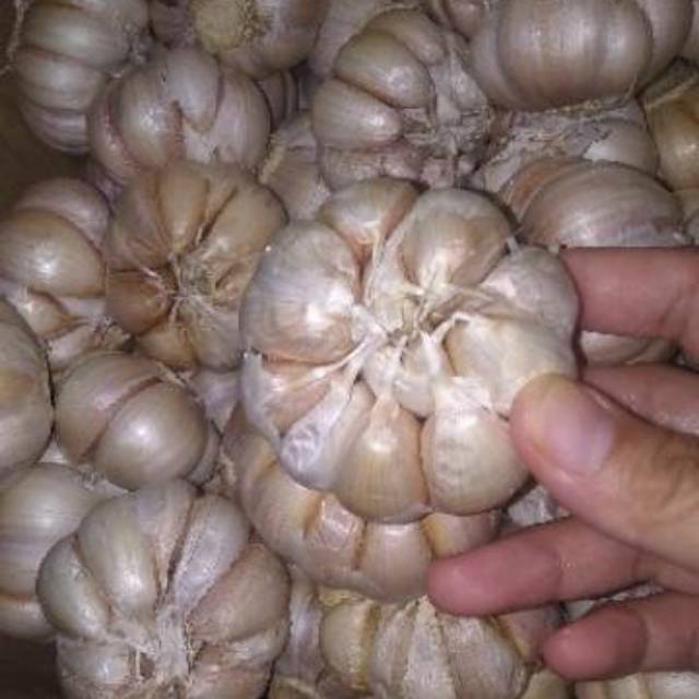 

Bawang putih